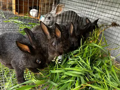 5 Newzealand X Champagne rabbits available,they were born April 29,2024 4 does and 1 buck available...