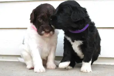 Portuguese Water Dog Puppies, View more