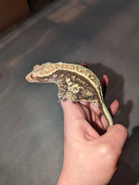 Octavia- Crested Gecko 