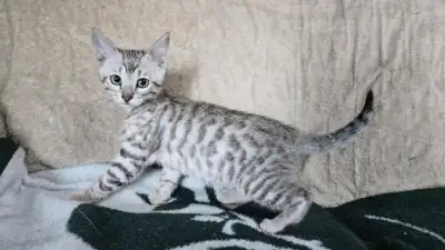 Chaton bengal vaccinés et vermifugés, View more