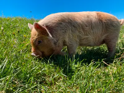 Kunekune piglets and pigs, View more