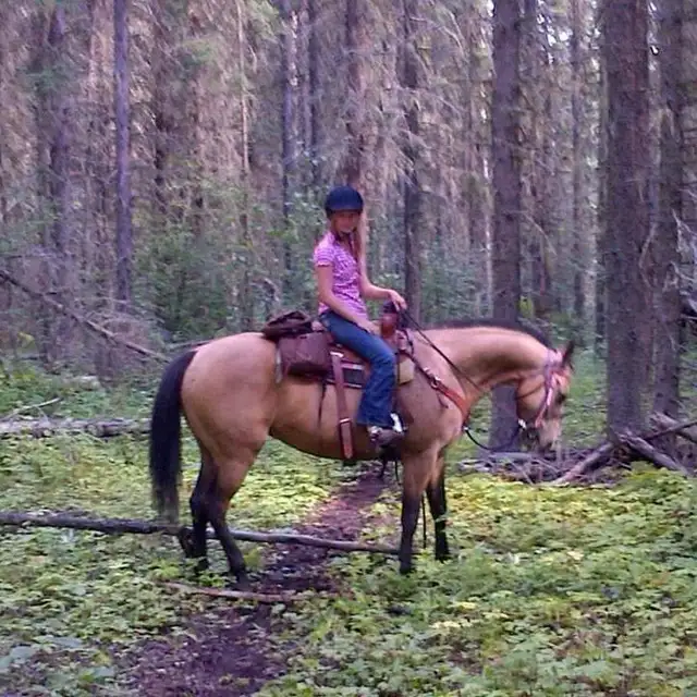 quarter horse well broke in Livestock in Vanderhoof - Image 5