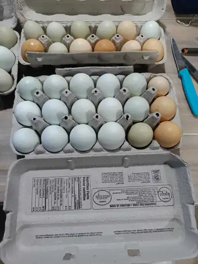Fresh free-range eggs. Our hens are truly free range and spend their days roaming the pasture with o...