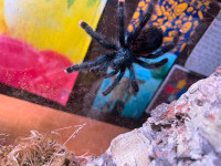 Jazz Hands the Pink Toed Tarantula