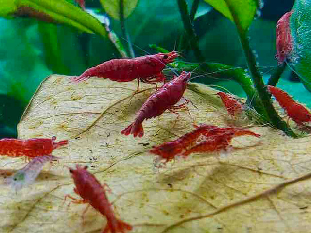crevettes cerises rouges 10 pour 25 $ red cherry shrimp aquarium dans Poissons à adopter  à Ville de Montréal