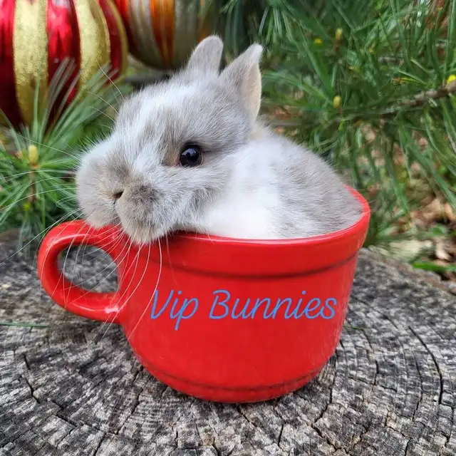 NETHERLAND DWARF,  LIONHEAD, HOLLAND LOP, MINI REX BUNNIES in Small Animals for Rehoming in Gatineau - Image 9