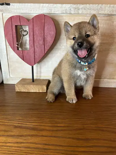 Gorgeous purebred Shiba Inu puppy, View more