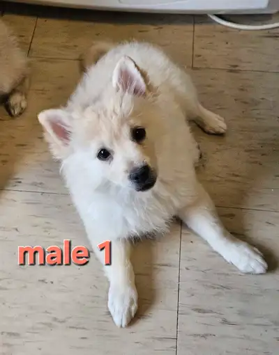 Victoria Day Price DropAdorable Pomeranian Mix Puppies, View more
