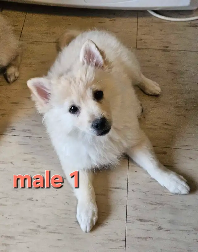 Victoria Day Price DropAdorable Pomeranian Mix Puppies in Dogs & Puppies for Rehoming in City of Toronto - Image 2