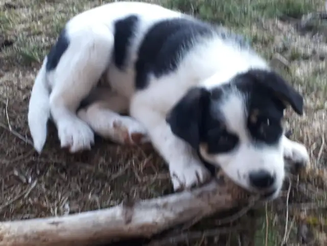 BORDER COLLIE/ LAB in Dogs & Puppies for Rehoming in Muskoka - Image 7