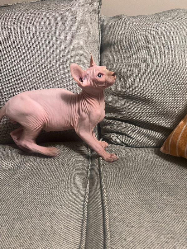 Boutique Sphinx Hairless Cat Cubs for Sale in Cats & Kittens for Rehoming in Hamilton - Image 2