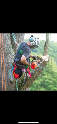 Spring Tree Removal Oshawa / Durham Region Toronto (GTA) Preview