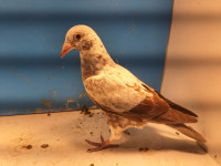 Coloured homing pigeons