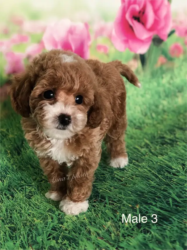 Pure Toy and Tiny Toy  poodle males in Dogs & Puppies for Rehoming in City of Toronto - Image 11