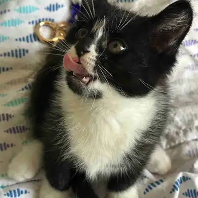 kitten for sale, View more