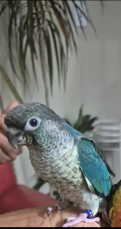 7 weeks baby conure, View more