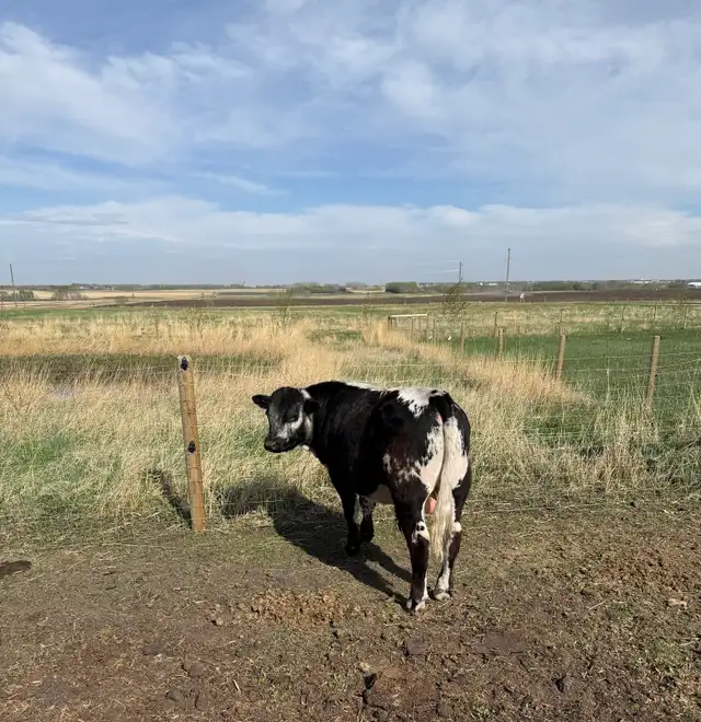 yearling speckled park bull in Livestock in Red Deer - Image 3