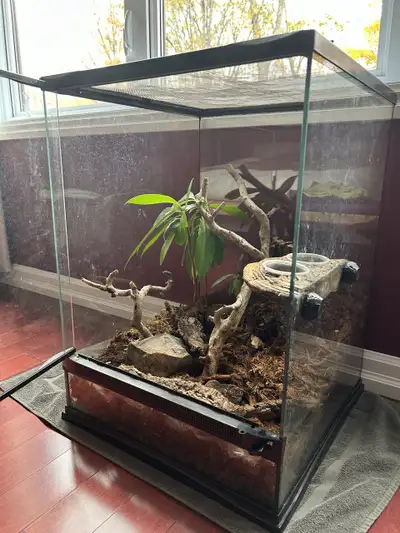 Gecko / reptile terrarium with habitat & accessories, View more