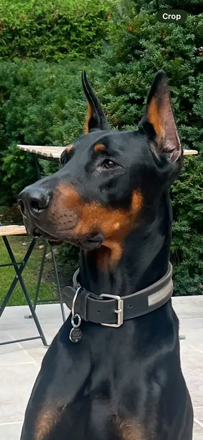 Doberman for Rehoming, View more