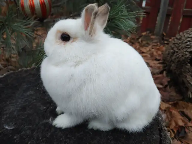 EXTRAORDINARY Baby Lionhead Bunny Rabbit in Small Animals for Rehoming in Kingston - Image 9