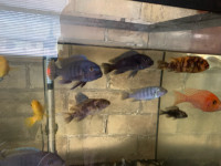 Assorted cichlids 2.5-3 inches 