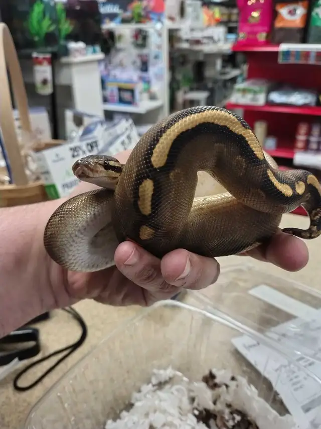 baby ball python in Reptiles & Amphibians for Rehoming in Kawartha Lakes - Image 5