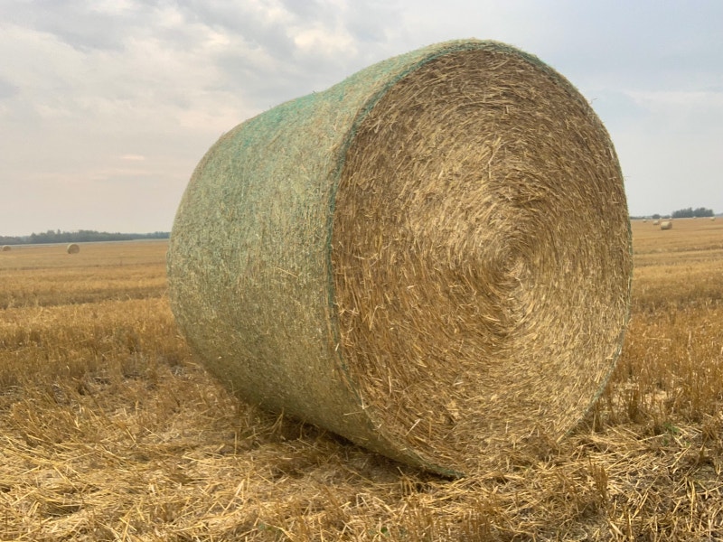 Wheat straw bales Livestock Grande Prairie Kijiji