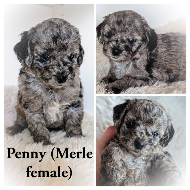 F1B Cavapoo Puppies!!  in Dogs & Puppies for Rehoming in Vancouver