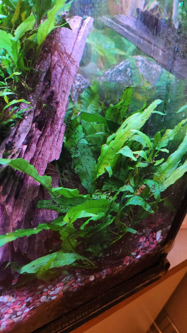 Java Fern in Fish for Rehoming in Calgary