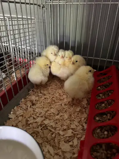 Leghorn chicks, View more