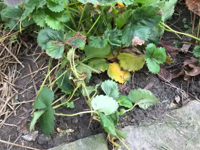 Strawberry runners, View more