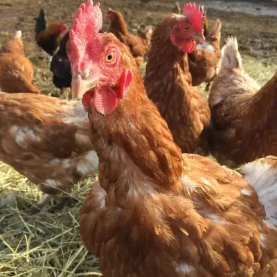 14-16 month old Lohmann brown hens Laying well Some are moulting you can pick and choose which ones...
