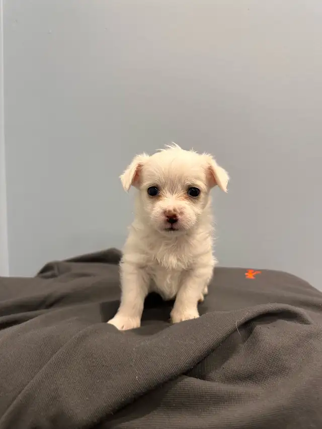 yorkie mix puppies for sale!! in Dogs & Puppies for Rehoming in Oshawa / Durham Region - Image 4