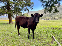 Jersey Brown Swiss X Holstein Heifer
