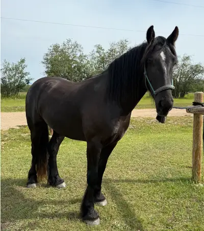 2022 Gypsy Gelding X 14hh, View more