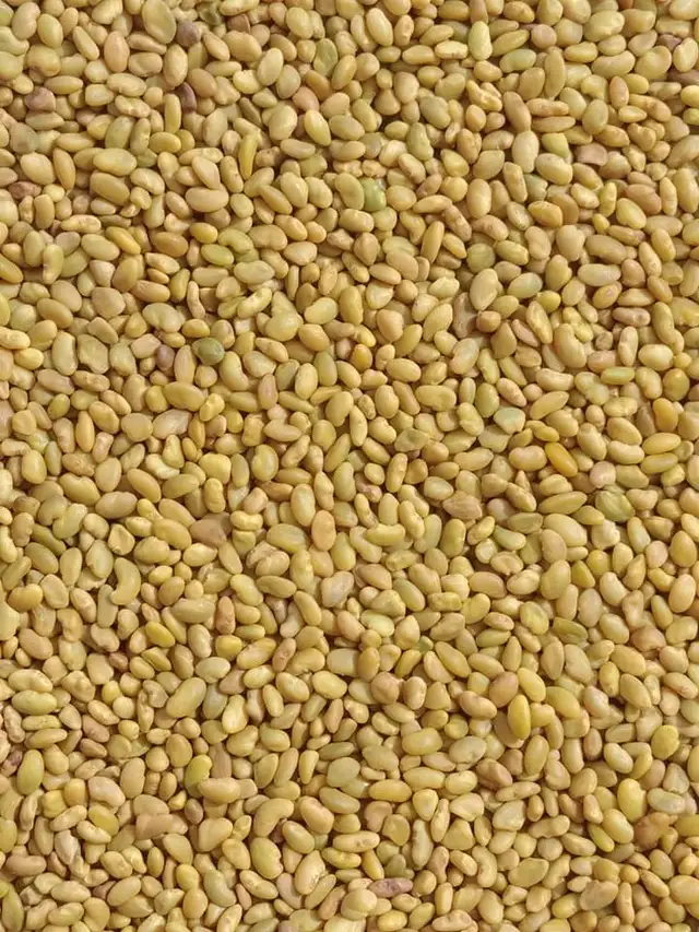 Alfalfa Seed, $4.00/lb, Inoculated in Other in Saskatoon - Image 10