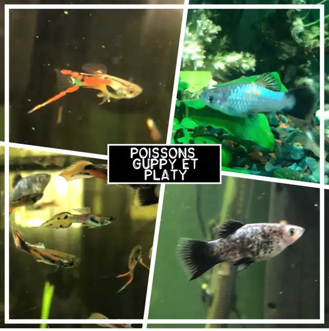 Poisson d’aquarium plantes, crevettes, escargots in Fish for Rehoming in Sherbrooke - Image 3