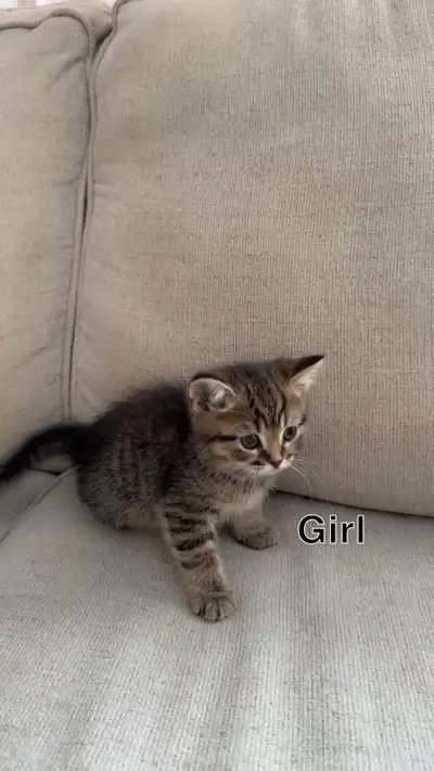 Grassie blvd, View more