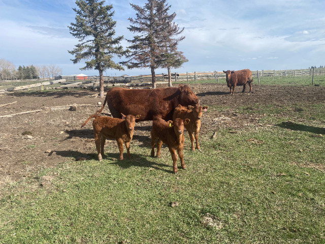 Cow calf pairs in Livestock in Calgary - Image 4
