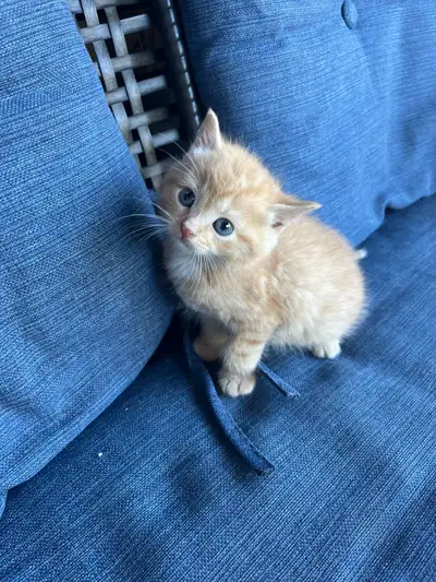 Adorable Orange Kittens For Sale!!, View more