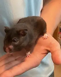 Syrian Hamster, F in Small Animals for Rehoming in Ottawa - Image 2