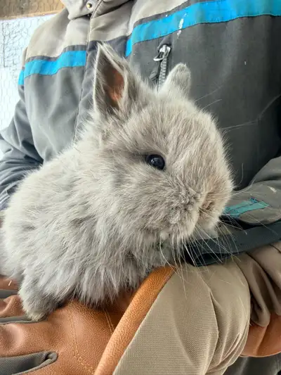 jersey wooly baby bunnies, View more