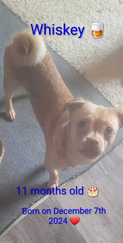 Pom-chi crossed with pug Male - Cinnamon Red/blonde 11 months old Born on December 7th 2024 Was the...