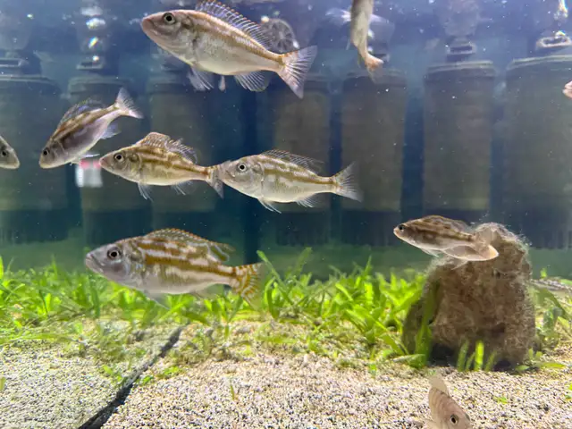 Nimbochromis Fuscotaeniatus in Fish for Rehoming in Mississauga / Peel Region - Image 6