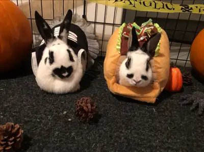 I’m looking to rehome my 2 bonded rabbits Nova and Jules. They are female and male, they are around...