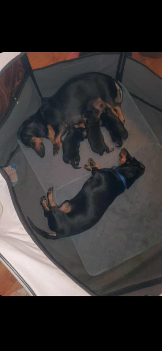 Teckel à vendre dans Chiens et chiots à adopter  à Sherbrooke - Image 2
