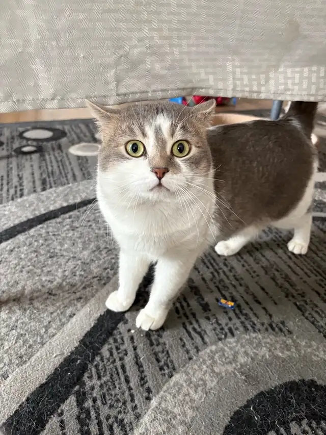 British Shorthair kitty | Cats & Kittens for Rehoming | Winnipeg | Free ...