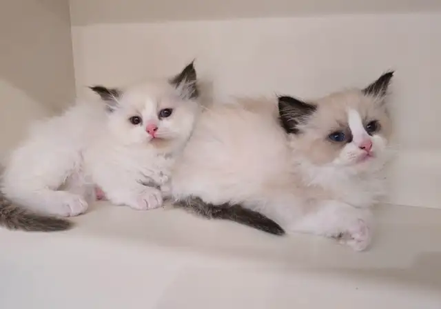100% Pure ragdoll kittens. Both Parents onsite.