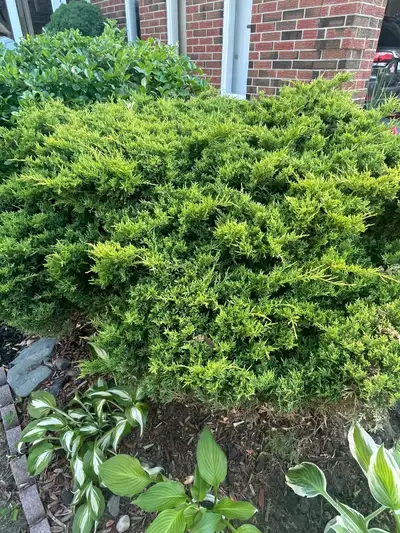 mature large juniper bush shrub , View more