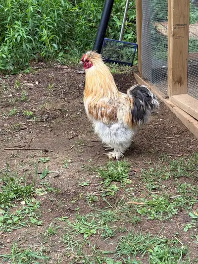 Two Silkie Roosters, View more